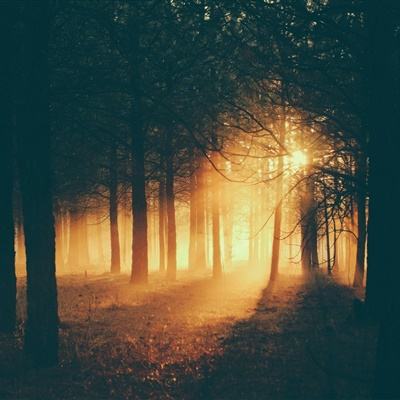 4949澳门免费资料大全下载手机版